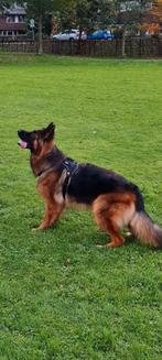 Prachtige langharige Duitse Herder puppys, Meerdere, Meerdere dieren, Herder, Nederland