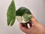 3 mooi gegroeide alocasia melo albo variegata, Ophalen of Verzenden, Halfschaduw, Minder dan 100 cm