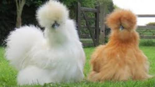KNUFFELKIPPEN te koop...., Dieren en Toebehoren, Pluimvee, Kip, Vrouwelijk