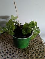 Gele Dovenetel 🌿Ruil mij!!🌿, Ophalen, Eenjarig, Overige soorten, Volle zon
