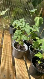 Cherry tomaten plantjes groente plantje, Tuin en Terras, Planten | Tuinplanten, Ophalen, Volle zon, Groenteplanten, Eenjarig