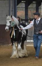 Prachtige jonge tinker ruin, Gechipt, Ruin, 3 tot 6 jaar, Onbeleerd