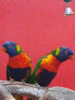 Te koop bewezen koppel lorie's, Dieren en Toebehoren, Meerdere dieren, Parkiet, Geringd