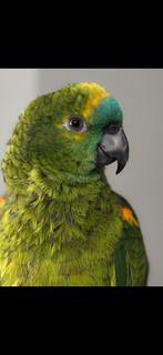 Amazonepapegaai, Geslacht onbekend, Papegaai, Pratend