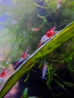 Red rilli neocaridina, Dieren en Toebehoren, Vissen | Aquariumvissen, Kreeft, Krab of Garnaal