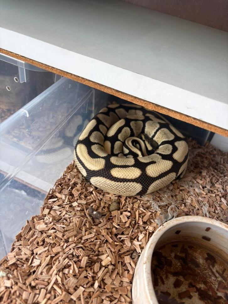 Koningspythons, Dieren en Toebehoren, Reptielen en Amfibieën, Slang, 3 tot 6 jaar, Tam