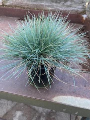 Festuca glauca-improved ( blauw schapengras ) beschikbaar voor biedingen