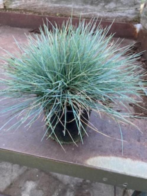 Festuca glauca-improved ( blauw schapengras ), Tuin en Terras, Planten | Tuinplanten, Vaste plant, Siergrassen, Halfschaduw, Zomer