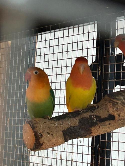 Dwergpapegaaien roseicolli/fisheri, Dieren en Toebehoren, Vogels | Parkieten en Papegaaien, Dwergpapegaai of Agapornis, Meerdere dieren