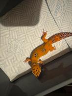Luipaardgekko, Dieren en Toebehoren, Hagedis