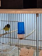 Zwartkop sijs mangelaan sijs, Dieren en Toebehoren, Vogels | Overige Vogels, Mannelijk, Tropenvogel, Geringd