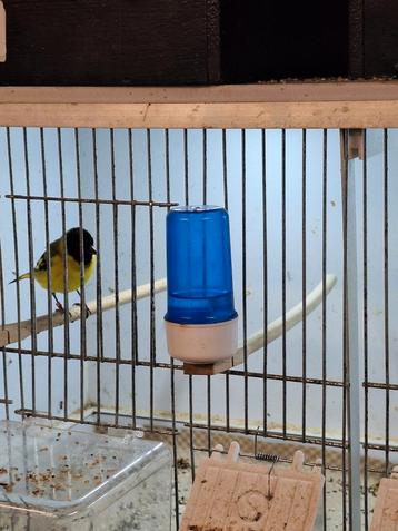 Zwartkop sijs mangelaan sijs beschikbaar voor biedingen
