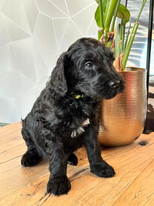 Mooie zwarte Australian labradoodle pup, reu, Dieren en Toebehoren, Honden | Retrievers, Spaniëls en Waterhonden, Meerdere dieren