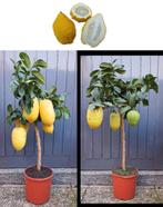 2 Sukades Planten (Citrus Medica) - 95 Hoog- Met Vruchten, Tuin en Terras, Ophalen, Minder dan 100 cm, Volle zon, In pot