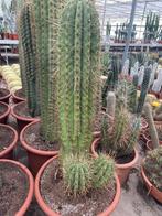 Cactus Trichocereus (Echinopsis Terscheckii) 50cm pot, Huis en Inrichting, Kamerplanten, Cactus, 100 tot 150 cm, In pot, Bloeiende kamerplant
