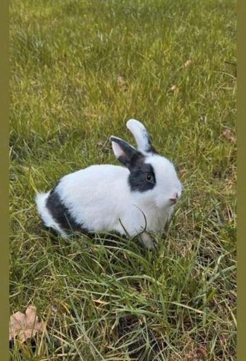 Super schattig lief dwergkonijn ventje van 9 weken jong! Bla beschikbaar voor biedingen