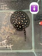 Potamotrygon Black diamond vrouw/koppel pup, Dieren en Toebehoren, Vissen | Aquariumvissen, Vis