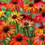 Echinacea purp. 'Hot Summer' Rode zonnehoed zeldzaam, Tuin en Terras, Planten | Tuinplanten, Kruiden, Zomer, Vaste plant, Ophalen of Verzenden