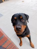Lieve Rottweiler zoekt een nieuw huisje., Dieren en Toebehoren, Honden | Niet-rashonden, Rabiës (hondsdolheid), Reu, 1 tot 2 jaar