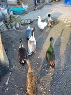 Broedeieren indische loopeend / fleseend, Dieren en Toebehoren, Pluimvee