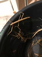 Gratis wandelende takken, Dieren en Toebehoren, Insecten en Spinnen, Wandelende tak