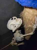 Skelet kat schedel, Verzamelen, Dierenverzamelingen, Ophalen, Zo goed als nieuw, Hond of Kat, Beeldje of Figuurtje