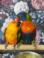 Zonparkiet Lori van de blauwe bergen, Dieren en Toebehoren, Vogels | Parkieten en Papegaaien, Meerdere dieren, Papegaai, Geringd