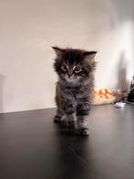 Prachtige Maine Coon Kitten, Dieren en Toebehoren, Katten en Kittens | Raskatten | Langhaar, Poes, Ingeënt