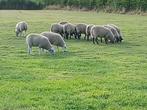 Mooie lammeren te koop, Dieren en Toebehoren, Schapen, Geiten en Varkens, Meerdere dieren, Schaap