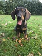 Teckel Pup, Dieren en Toebehoren, Honden | Teckels en Dashonden, Reu, 8 tot 15 weken, Korthaar, Dwerg