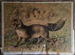 Fuchs (Canis vulpes) / Friedrich Specht, Antiek en Kunst, Ophalen