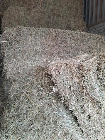 Paardenhooi te koop met en zonder folie beschikbaar voor biedingen