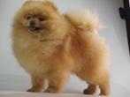 pomeranian pup,pomerian, dwergkees, type Facebear FCIstamboo, Rabiës (hondsdolheid), 15 weken tot 1 jaar, Reu, Eén hond