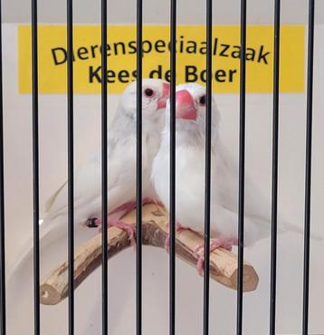 Koppel witte Rijstvogels  beschikbaar voor biedingen
