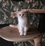 Brits korthaar kitten met stamboom, Dieren en Toebehoren, Katten en Kittens | Raskatten | Korthaar, Kater, Met stamboom