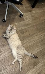 TE KOOP Britise korthaar kater ( NIET TE DEKKEN), Dieren en Toebehoren, Katten en Kittens | Raskatten | Korthaar, Kater, Gechipt