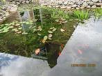 zuurstofplanten vijver, Tuin en Terras, Vijvers, Ophalen, Nieuw
