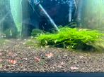 Crystal Red Garnalen – 50 stuks voor €75 (normaal €120!), Dieren en Toebehoren, Vissen | Aquariumvissen, Kreeft, Krab of Garnaal