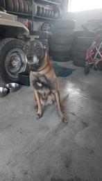 Shadow (hond) te koop, Dieren en Toebehoren, Ophalen of Verzenden