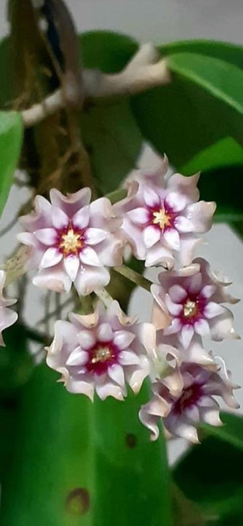 HOYA SP. COXANH 001 🌱 ✂️, Huis en Inrichting, Kamerplanten, Minder dan 100 cm, Bloeiende kamerplant, Halfschaduw, Ophalen of Verzenden