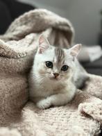 Britse korthaar kittens (in maart), Dieren en Toebehoren, Katten en Kittens | Raskatten | Korthaar, Meerdere dieren, Ontwormd