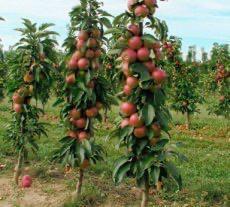 Zuilvorm appelbomen rood en groene appel 7 jaar oud beschikbaar voor biedingen