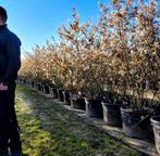 Meerstammige amelanchier lamarckii krentenboom in maten, Tuin en Terras, Volle zon, Lente, Minder dan 100 cm, Overige soorten