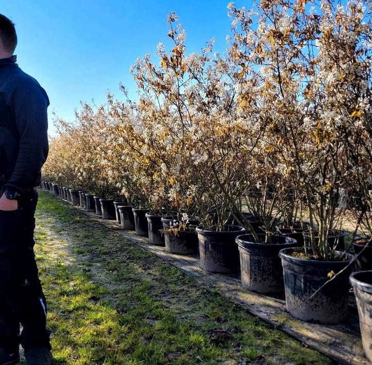 Meerstammige amelanchier lamarckii krentenboom in maten, Tuin en Terras, Planten | Bomen, Overige soorten, Minder dan 100 cm, Volle zon