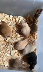 Baby goudhamsters, Dieren en Toebehoren, Knaagdieren, Oktober, Meerdere dieren, Hamster