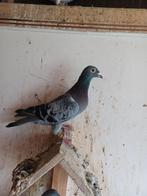 Koppeltje postduiven uit 2024, Dieren en Toebehoren, Vogels | Duiven, Meerdere dieren, Postduif