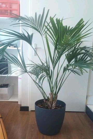 Gezonde en grote kamerpalm - 1.58 meter - Eventueel met pot beschikbaar voor biedingen
