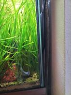 Valisneria aquarium plant, Dieren en Toebehoren, Ophalen