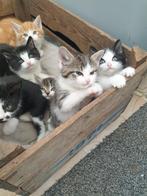 Lieve kittens, Dieren en Toebehoren, Katten en Kittens | Overige Katten, Meerdere dieren, Kortharig, 0 tot 2 jaar