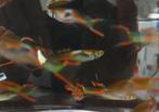 Guppen, endler gup, Dieren en Toebehoren, Vissen | Aquariumvissen, Vis